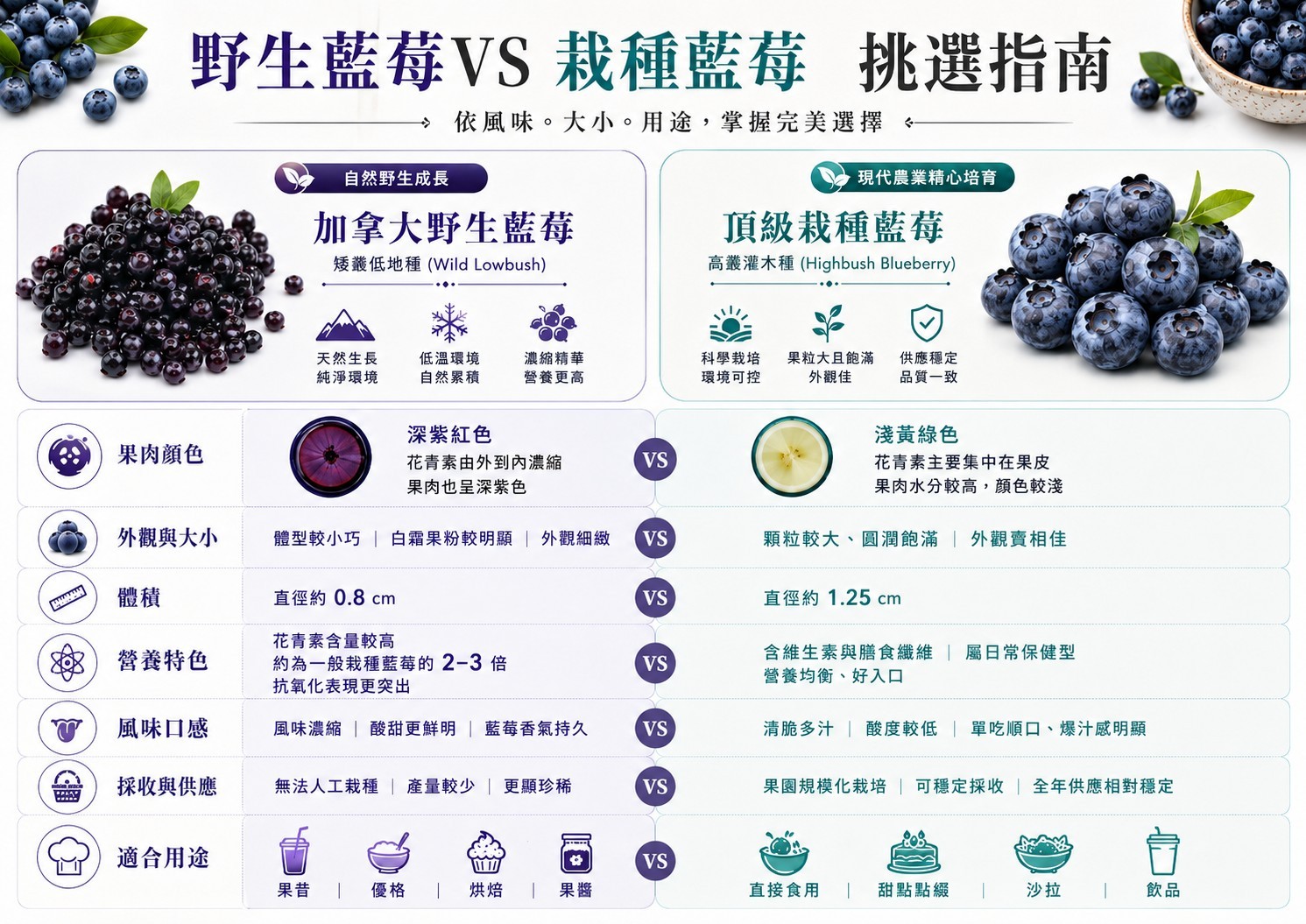 野生藍莓與栽種藍莓差異比較圖,呈現果粒大小與外觀差異